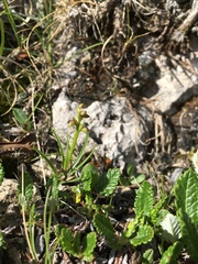 Chamorchis alpina