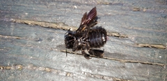 Xylocopa