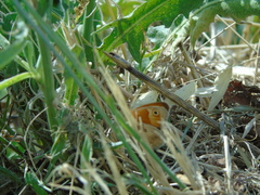 Coenonympha pamphilus