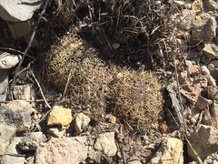 Coryphantha delicata