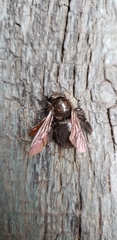 Xylocopa