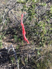 Penstemon lanceolatus