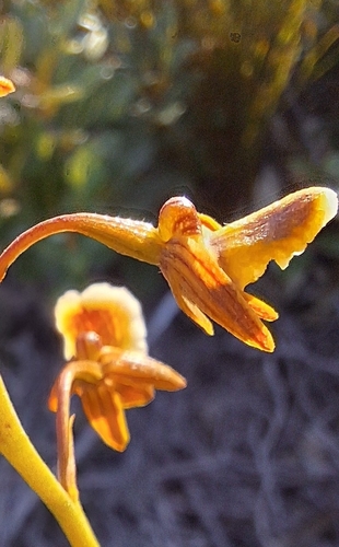 Image of Eulophia bolusii by (c) Adele SL, some rights reserved (CC BY)