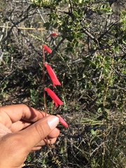 Penstemon lanceolatus