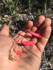Penstemon lanceolatus