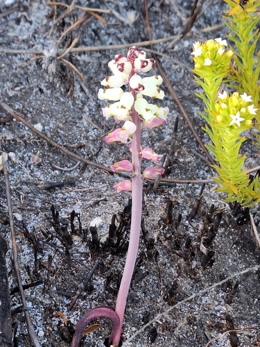 Lachenalia peersii