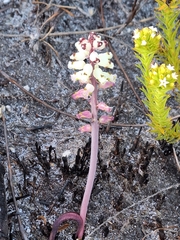 Lachenalia peersii