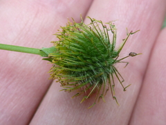 Geum macrophyllum macrophyllum