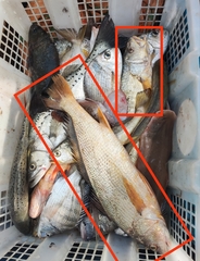 Yellow Drum photo 2