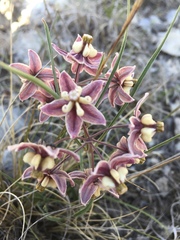 Asclepias zanthodacryon