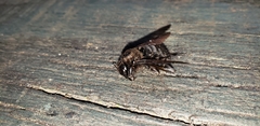 Xylocopa