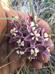 Asclepias zanthodacryon