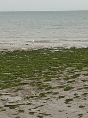 Chroicocephalus ridibundus