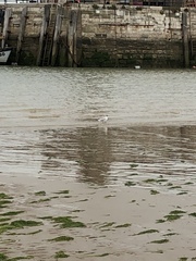 Chroicocephalus ridibundus