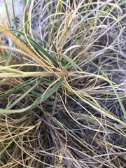 Asclepias zanthodacryon