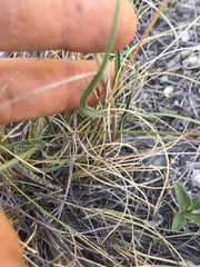 Asclepias zanthodacryon