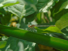 Platycnemis pennipes