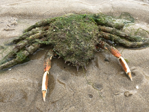 Maja brachydactyla