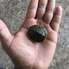 Trachemys venusta venusta