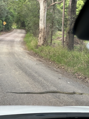 Coastal Carpet Python sighting