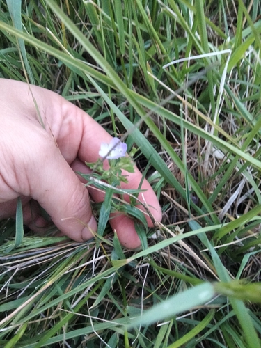 Image of Veronica gracilis by (c) plantlookymagee, some rights reserved (CC BY)