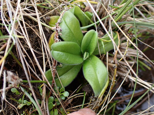 Myosotis capitata, 2024-10-25