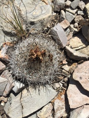 Rapicactus beguinii