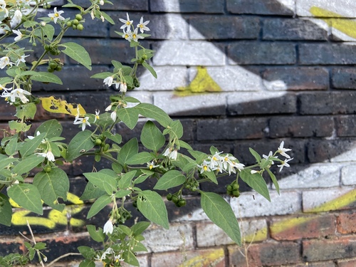 tall nightshade