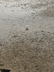 Chroicocephalus ridibundus