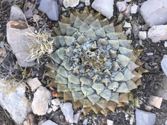 Ariocarpus retusus retusus