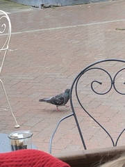 Columba livia domestica