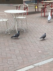 Columba livia domestica