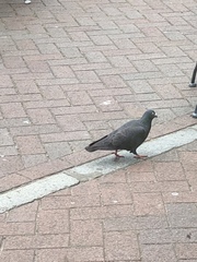 Columba livia domestica