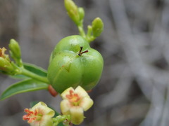 Jatropha capensis