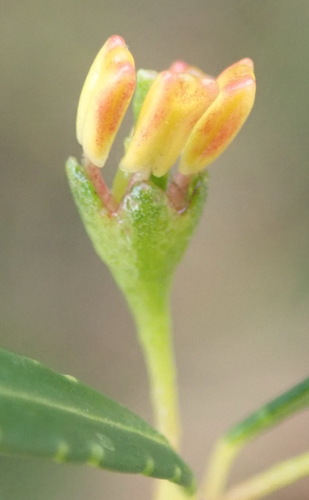 Image of Empleurum unicapsulare by (c) Nicola van Berkel, some rights reserved (CC BY-SA)
