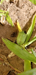 Nezara viridula