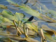 Calopteryx splendens
