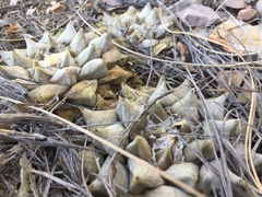 Ariocarpus retusus retusus