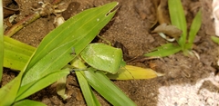 Nezara viridula