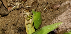 Nezara viridula