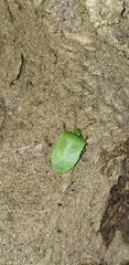 Nezara viridula