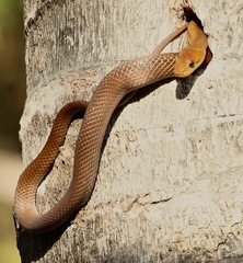 Sunda Rat Snake photo 5