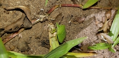 Nezara viridula