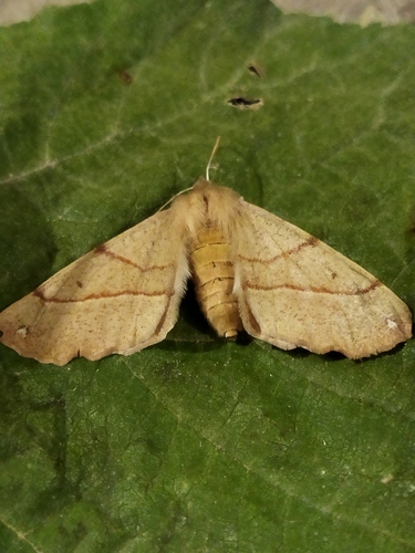 Feathered Thorn photo 6