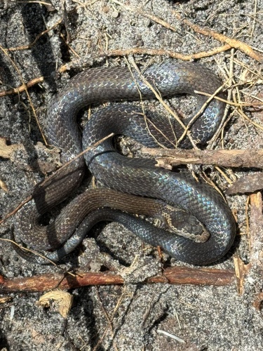 Golden-crowned Snake sighting