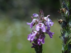 Pedicularis attollens