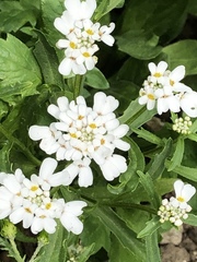 Iberis