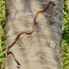 Sunda Rat Snake photo 4