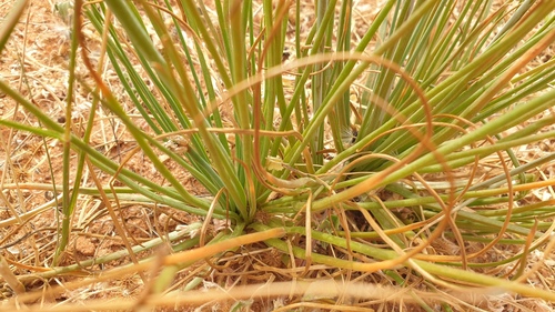 Onion-Leafed Asphodel