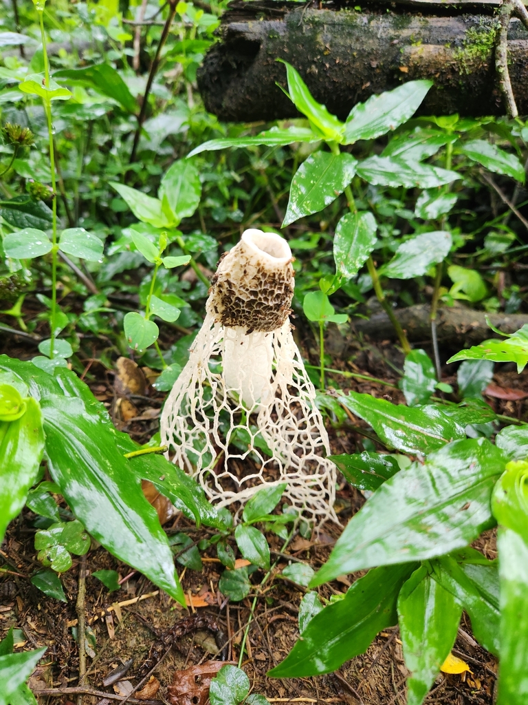 Phallus indusiatus · February 2024 · photo: © unaecoturismo (iNaturalist, cc-by-sa)